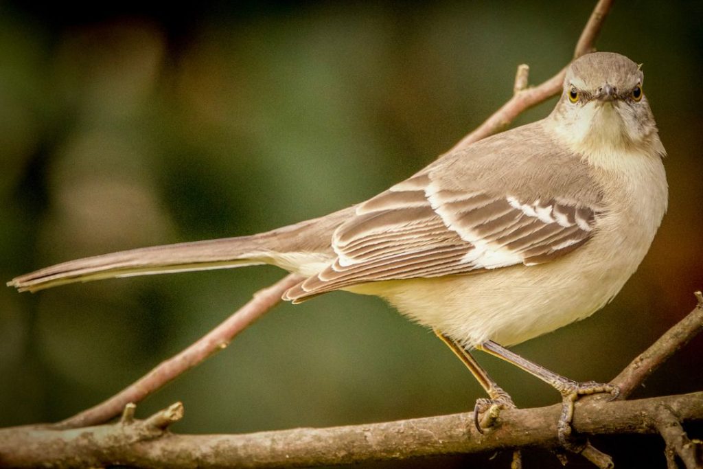 Florida State Bird - Mockingbird
