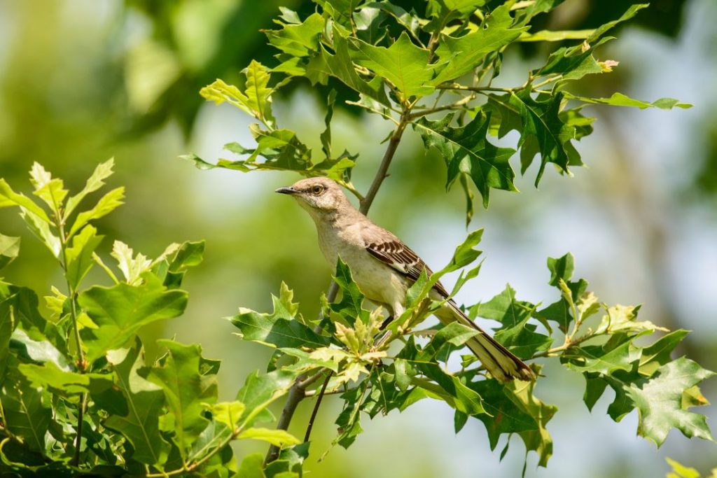 Florida State Bird - Mockingbird