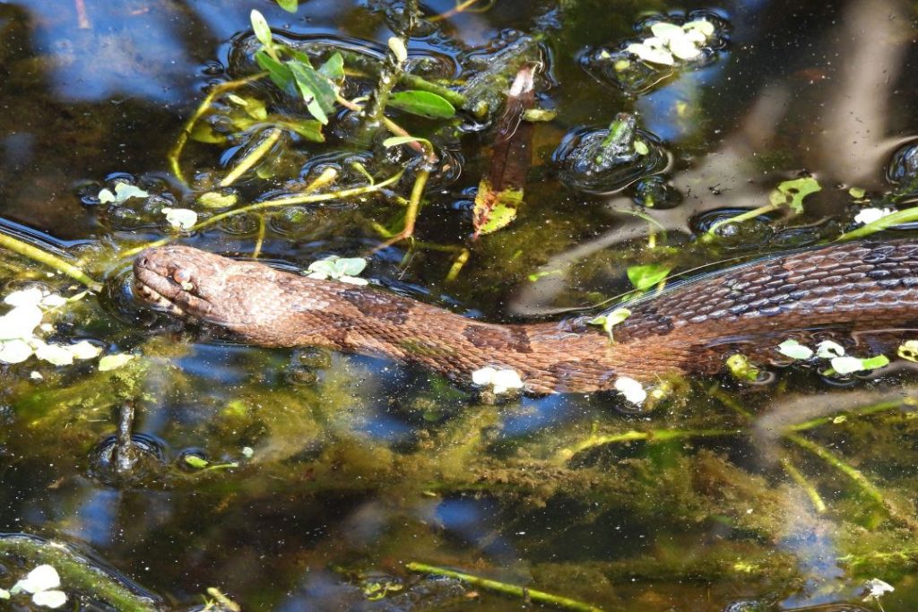Florida's Snakes